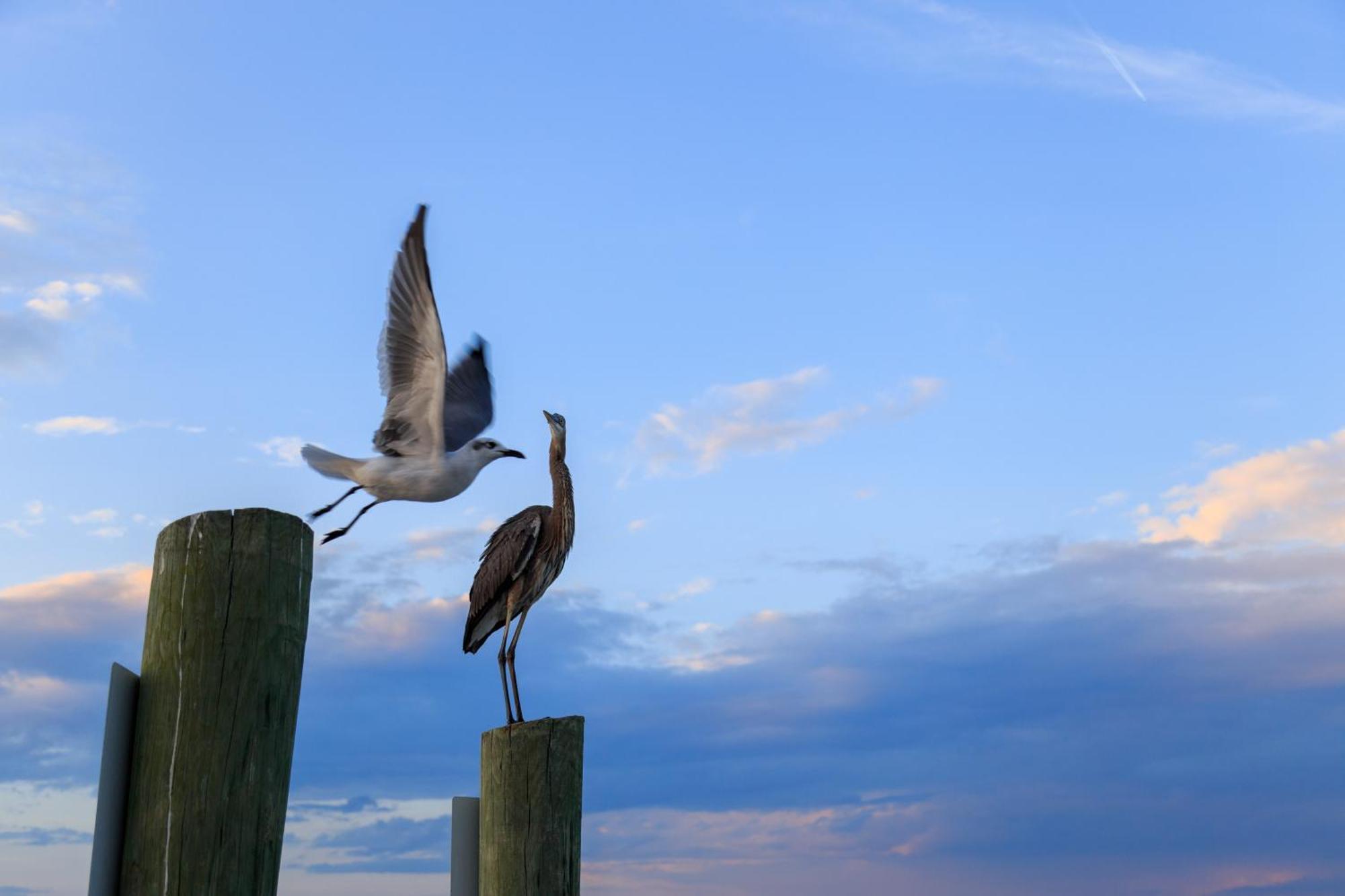 Stoney Creek Villa 299 Hilton Head Island Buitenkant foto